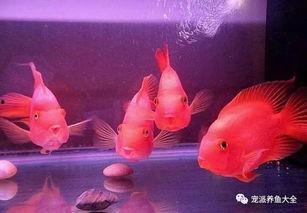 养鱼的吃瓜群众,吃瓜群众眼中的鱼儿美食世界