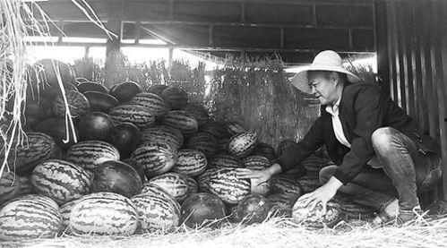 隆昌吃瓜群众事件真相,真相与反思